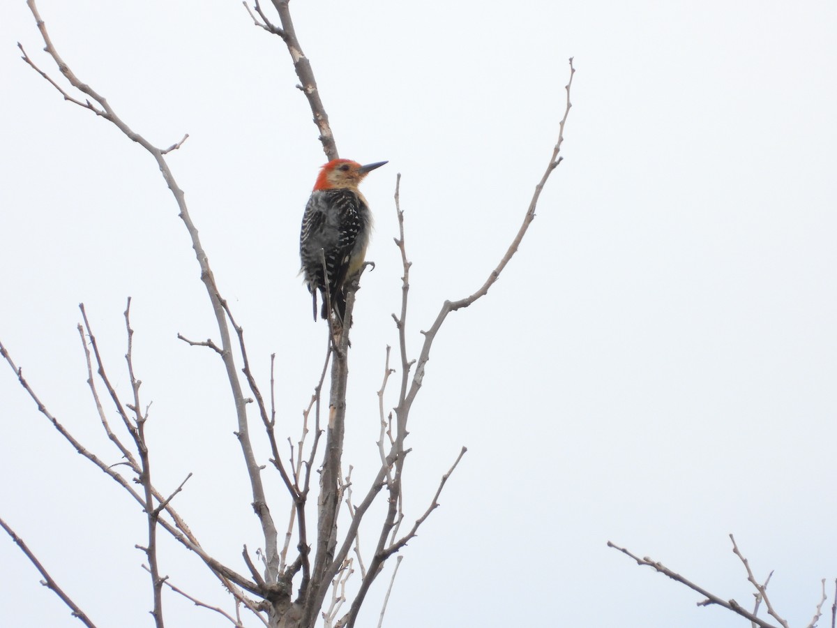 Red-bellied Woodpecker - ML646464723