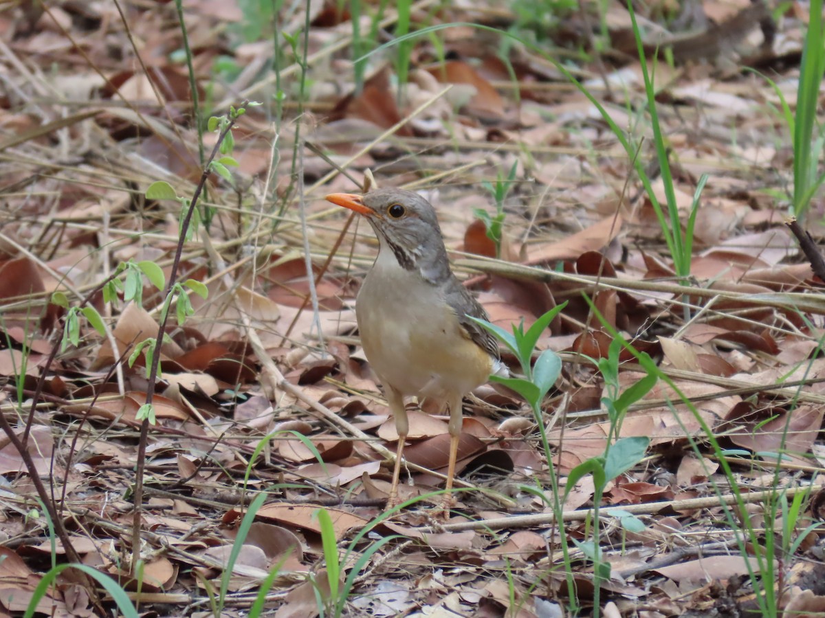 Kurriçeyn Ardıcı - ML646464724