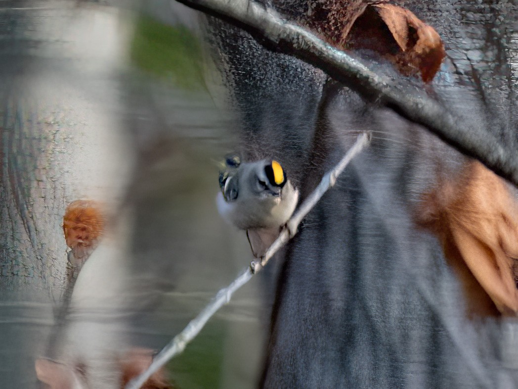 Golden-crowned Kinglet - ML646464725