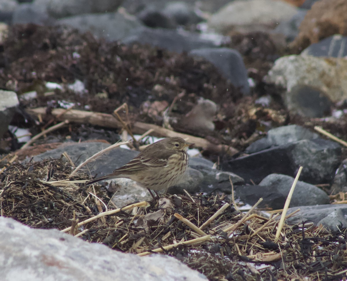 American Pipit - ML646464728
