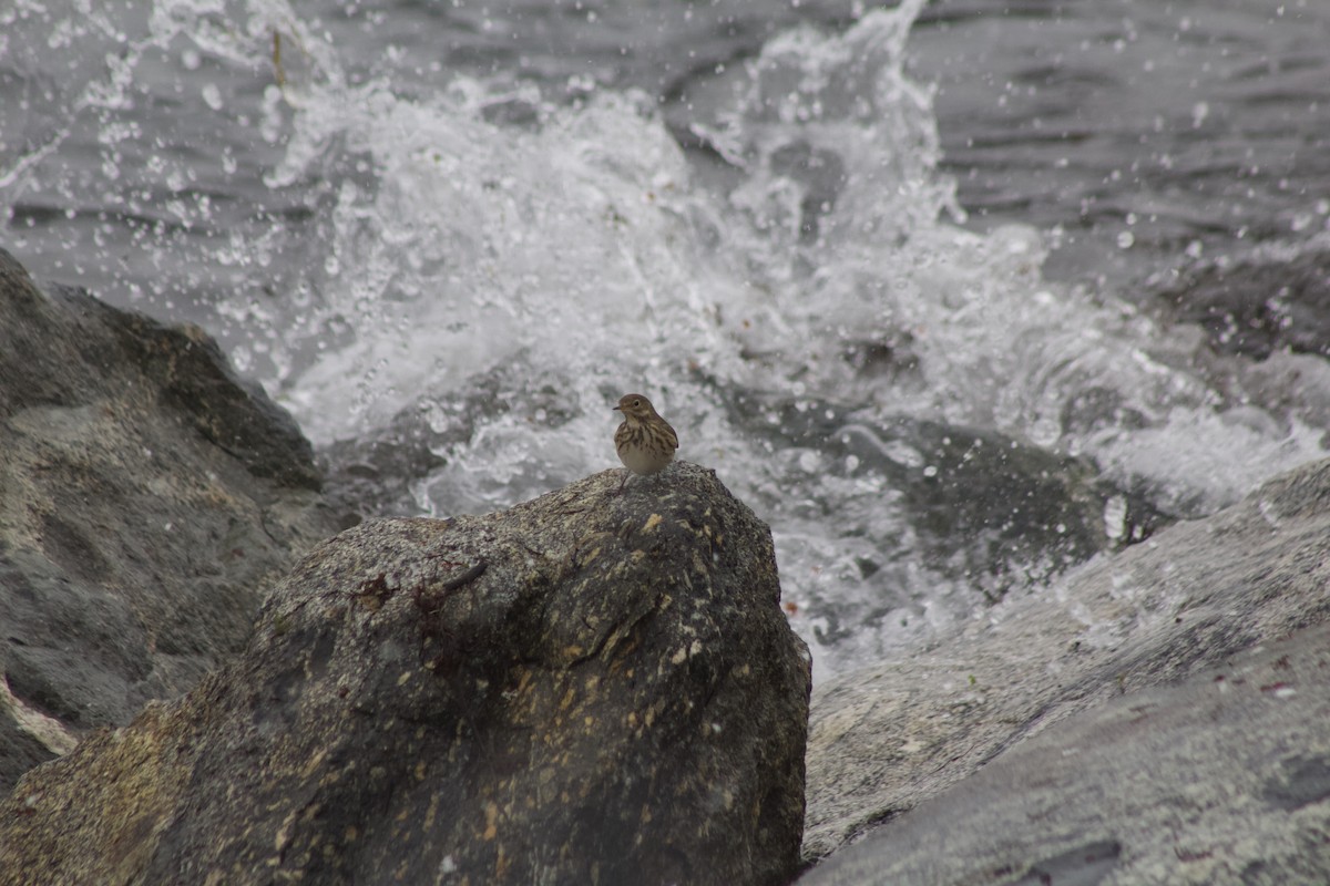 American Pipit - ML646464730