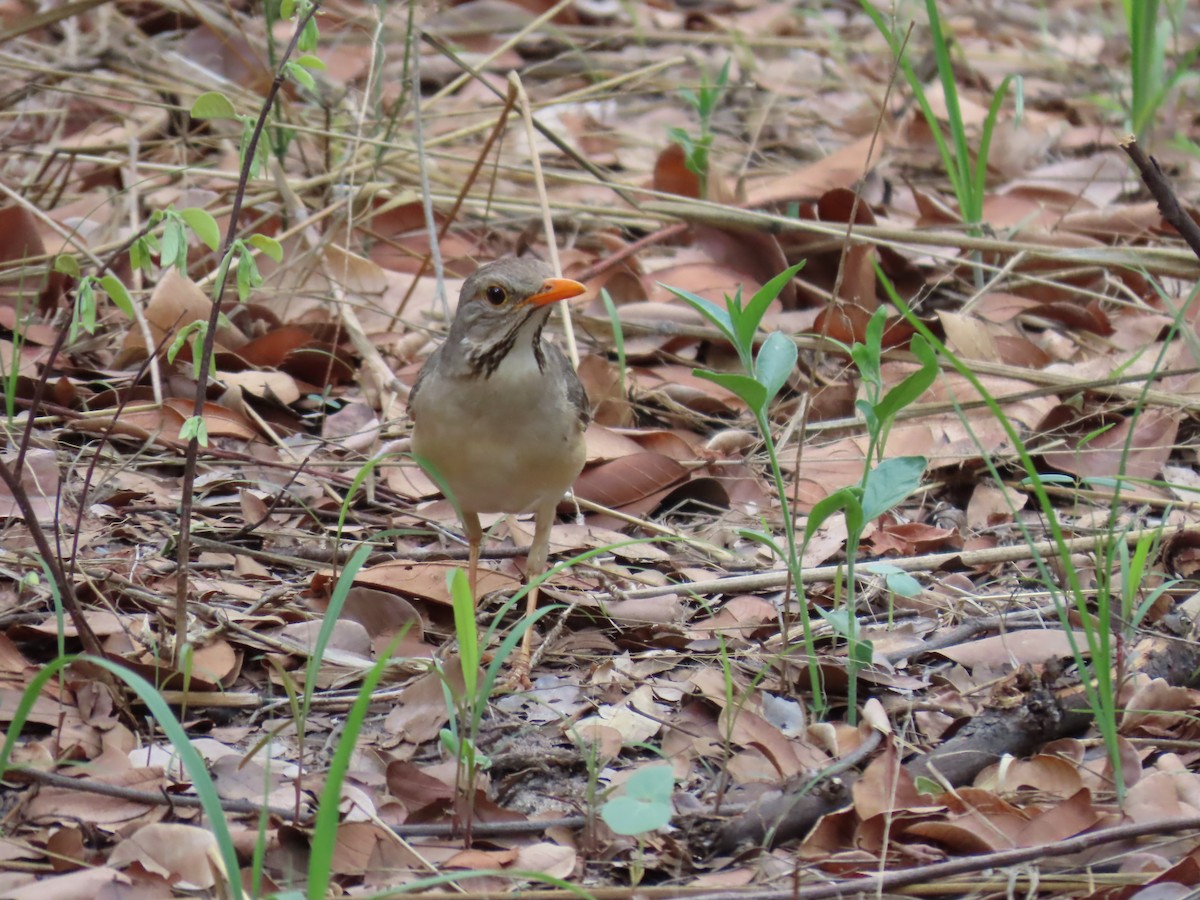 Kurriçeyn Ardıcı - ML646464732