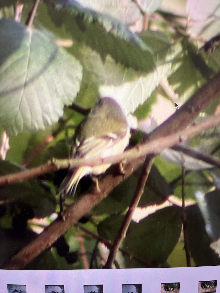 Ruby-crowned Kinglet - ML646464733