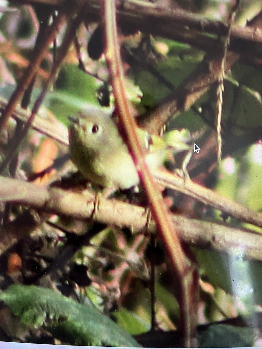 Ruby-crowned Kinglet - ML646464734