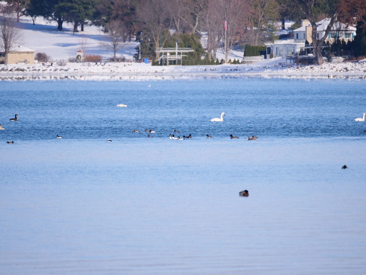 Canvasback - ML646464735