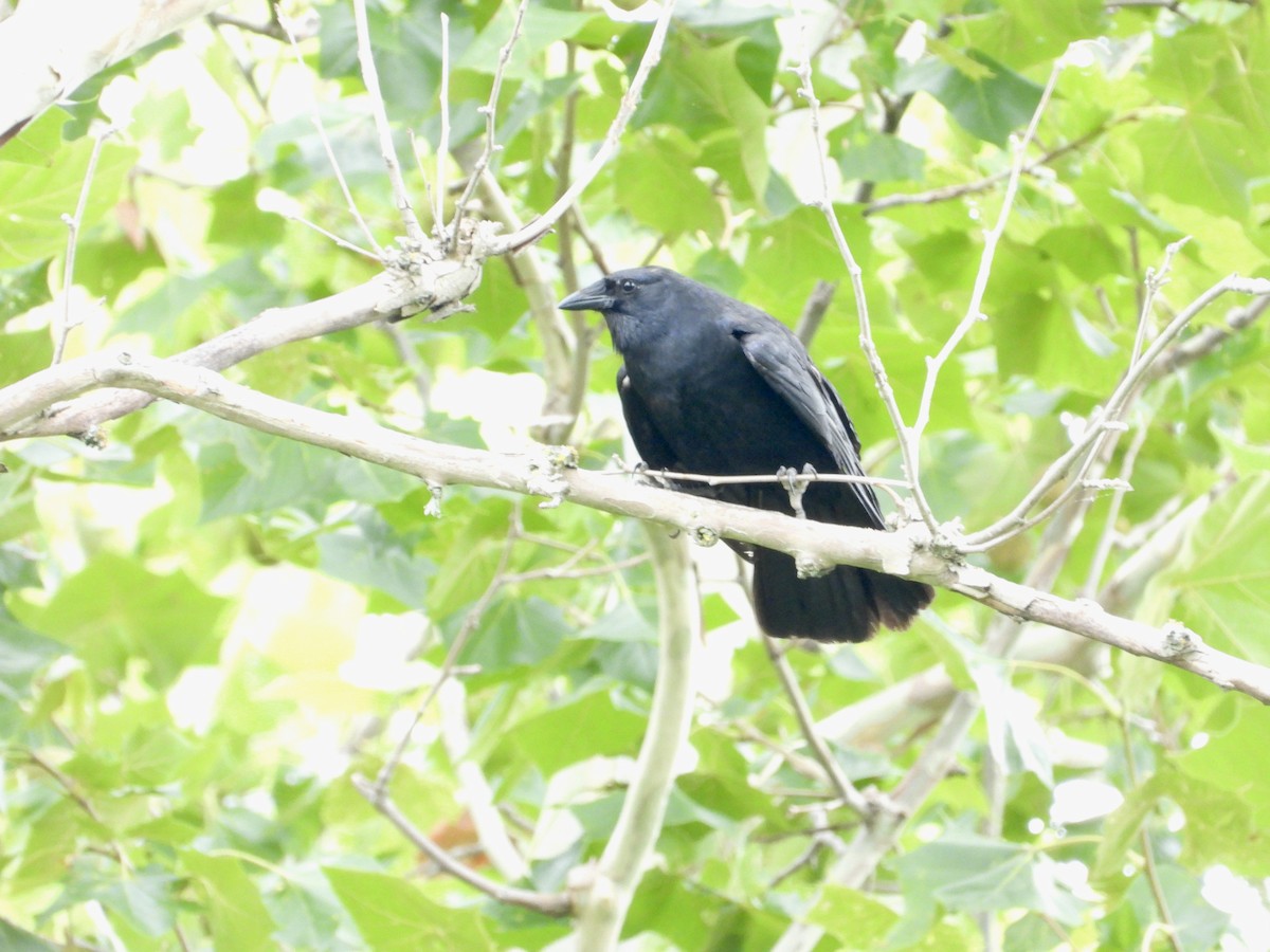 Fish Crow - ML646464736