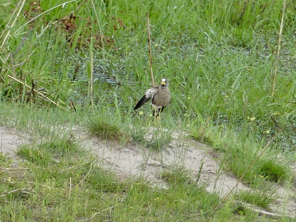 čejka žlutonohá - ML646464737