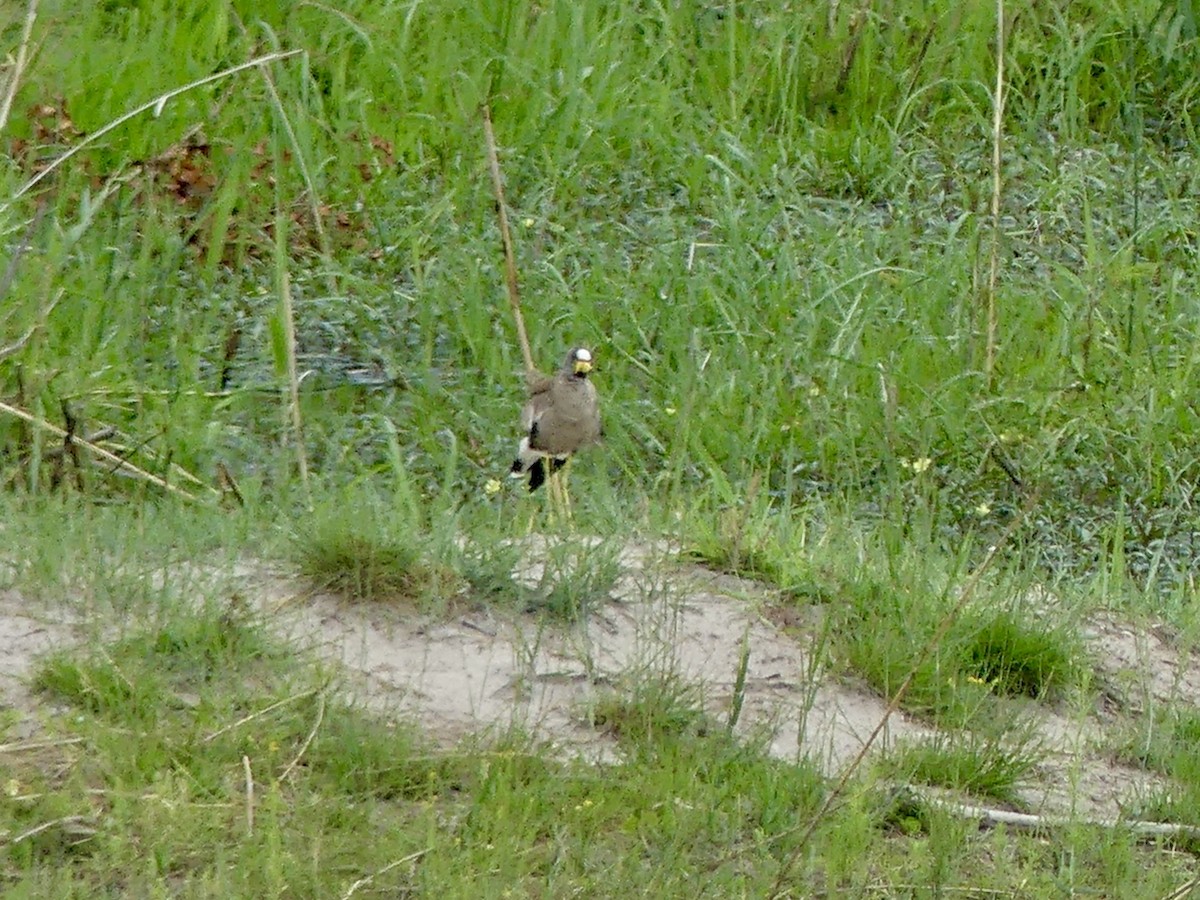 čejka žlutonohá - ML646464738