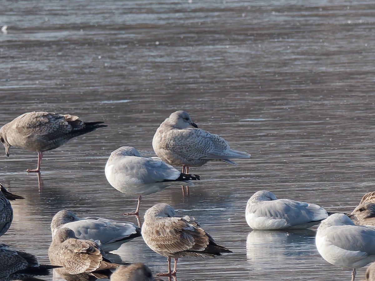 アイスランドカモメ（亜種 クムリーンカモメ） - ML646464739