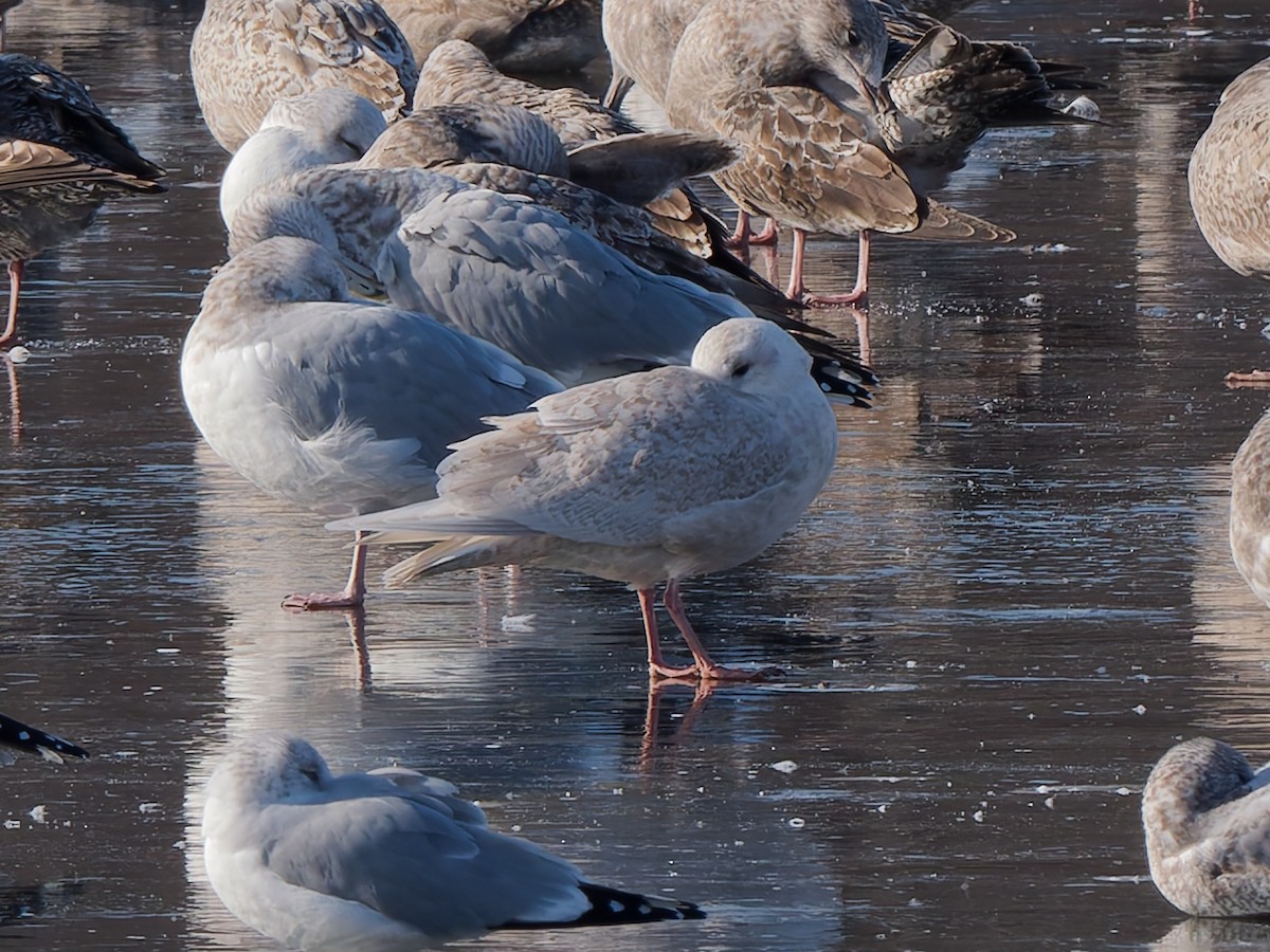 アイスランドカモメ（亜種 クムリーンカモメ） - ML646464740