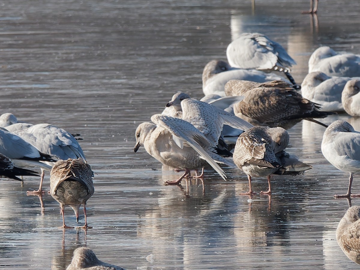 アイスランドカモメ（亜種 クムリーンカモメ） - ML646464741