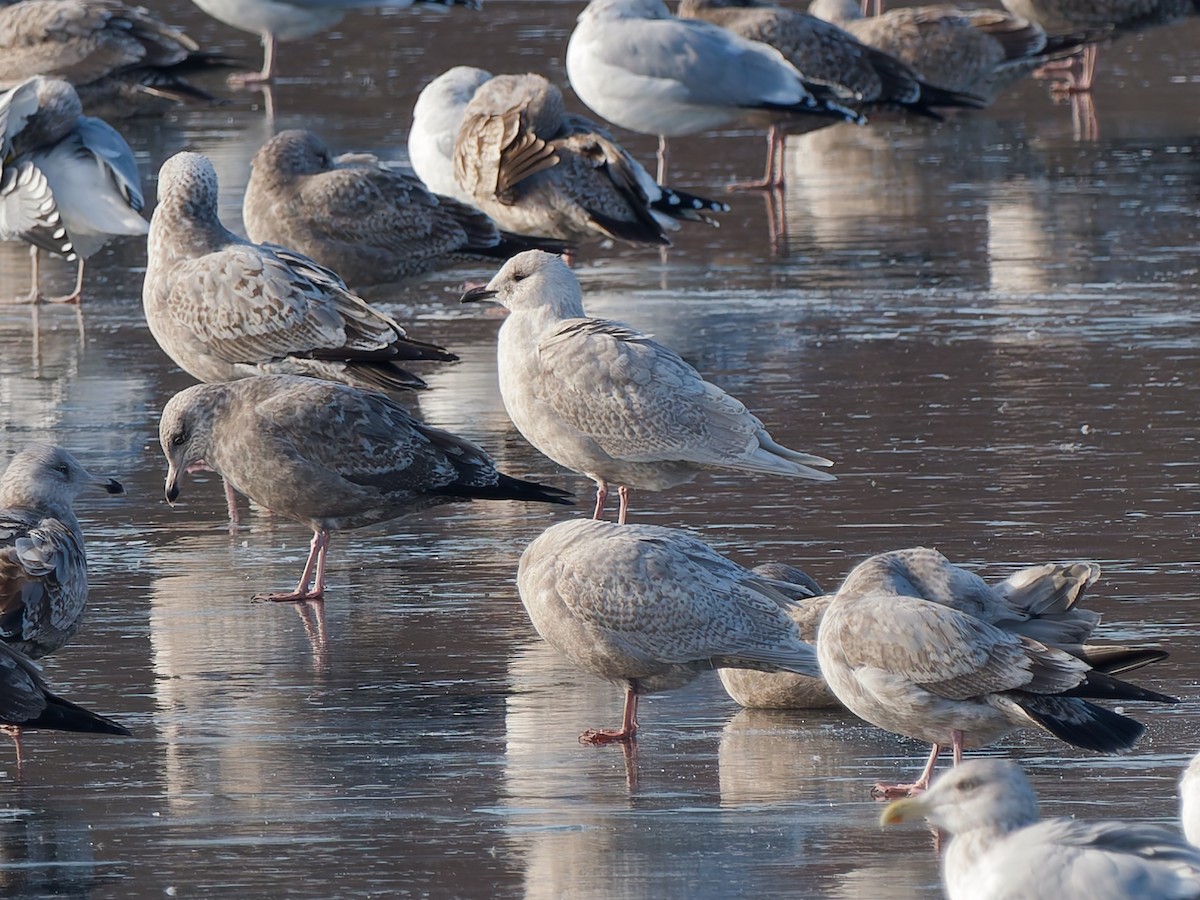 アイスランドカモメ（亜種 クムリーンカモメ） - ML646464742