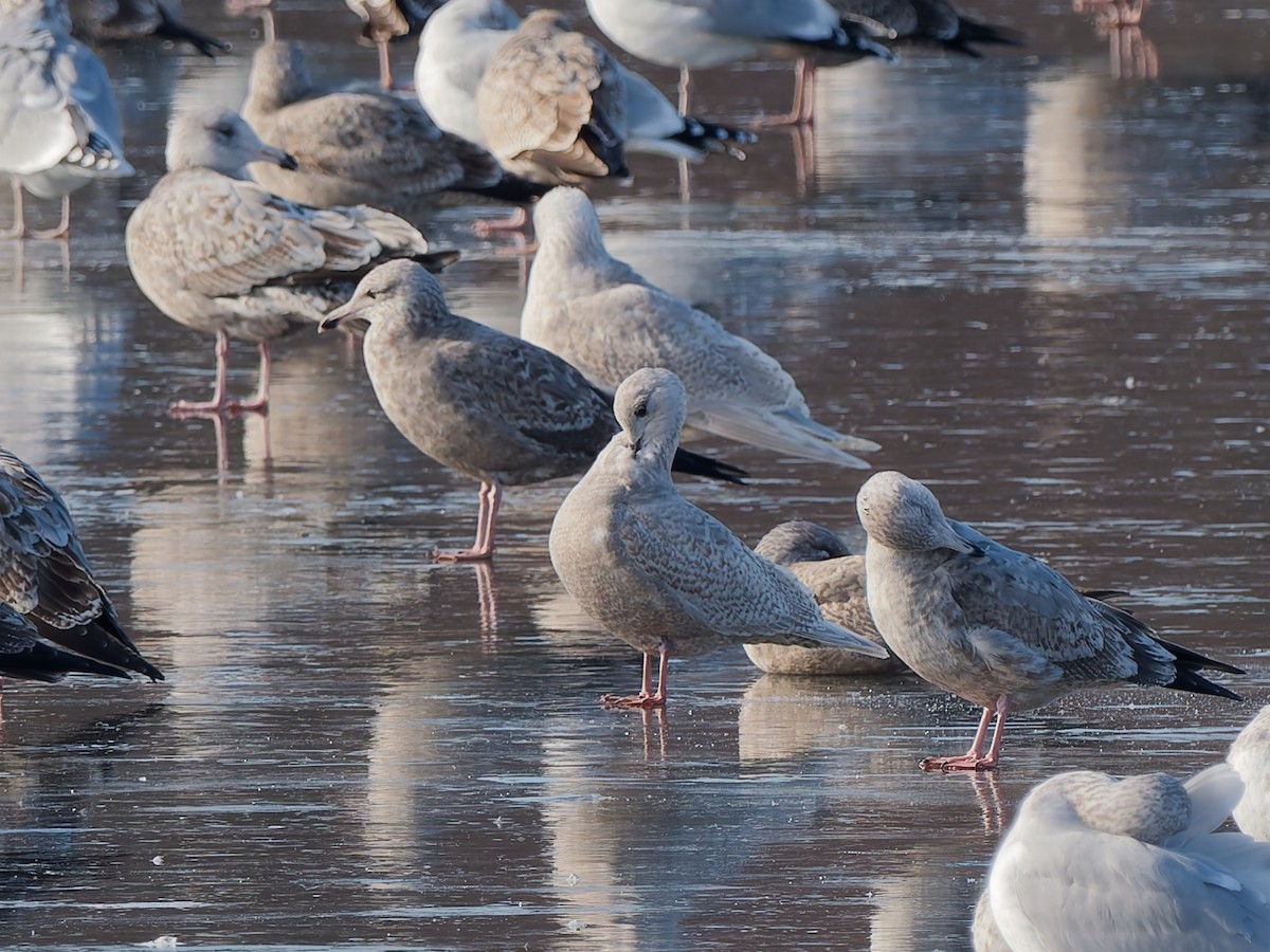 アイスランドカモメ（亜種 クムリーンカモメ） - ML646464743