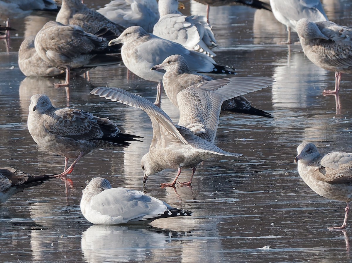アイスランドカモメ（亜種 クムリーンカモメ） - ML646464744