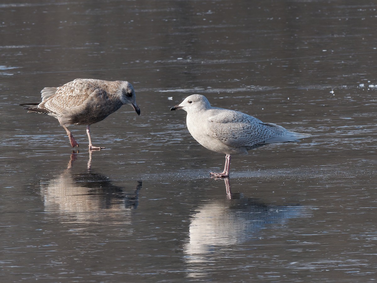 アイスランドカモメ（亜種 クムリーンカモメ） - ML646464745