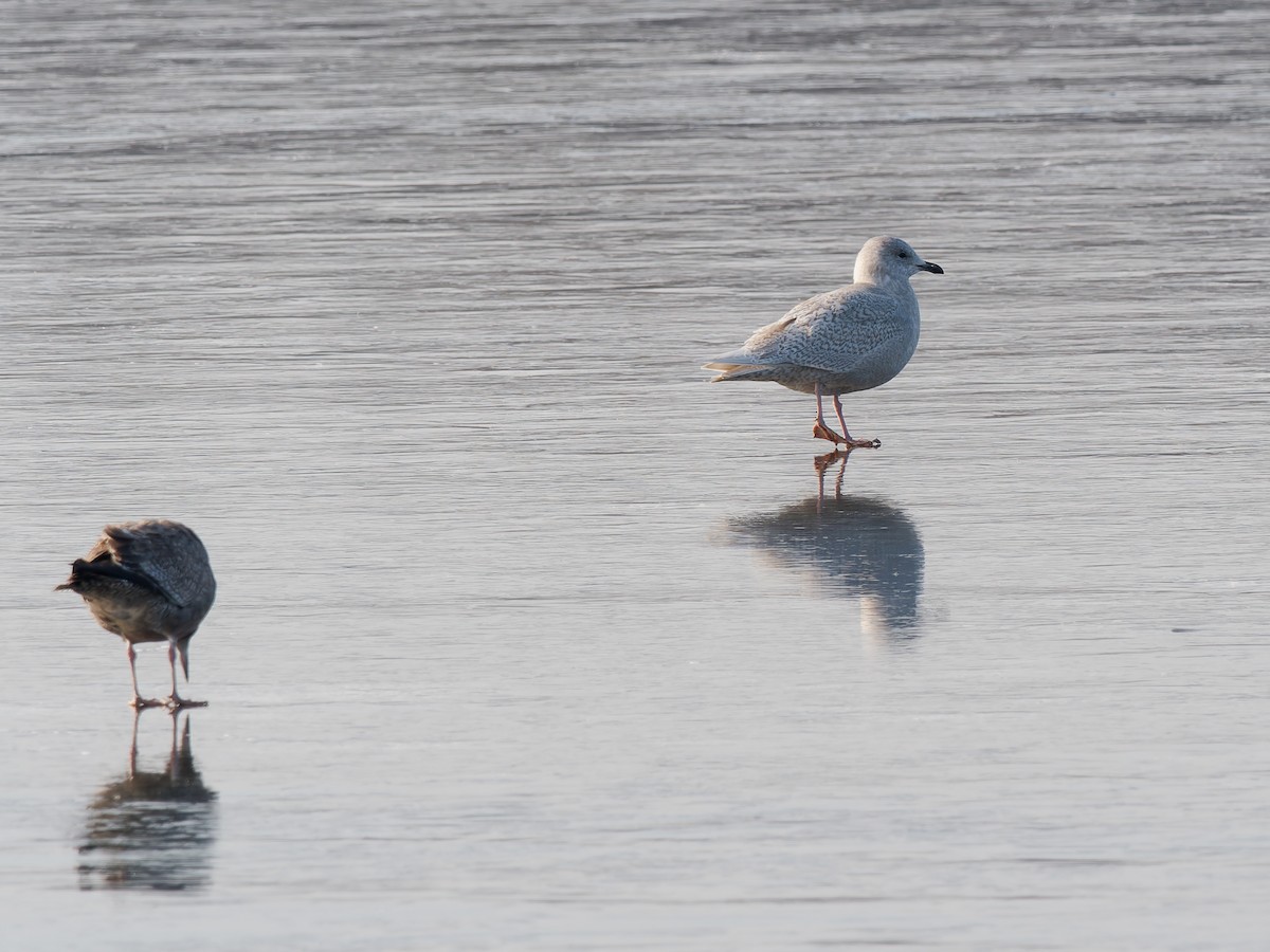 アイスランドカモメ（亜種 クムリーンカモメ） - ML646464746