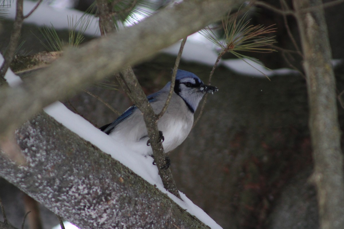 Blue Jay - ML646464747