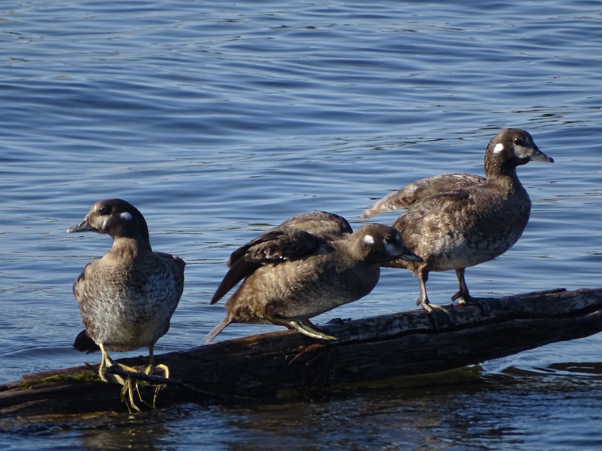Harlequin Duck - ML646464748