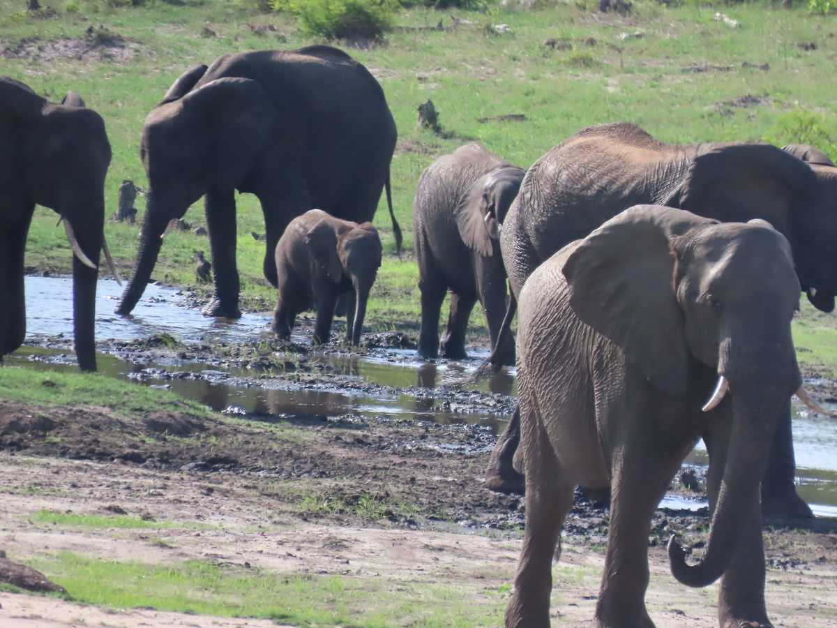 Afrika Fili - ML646464749