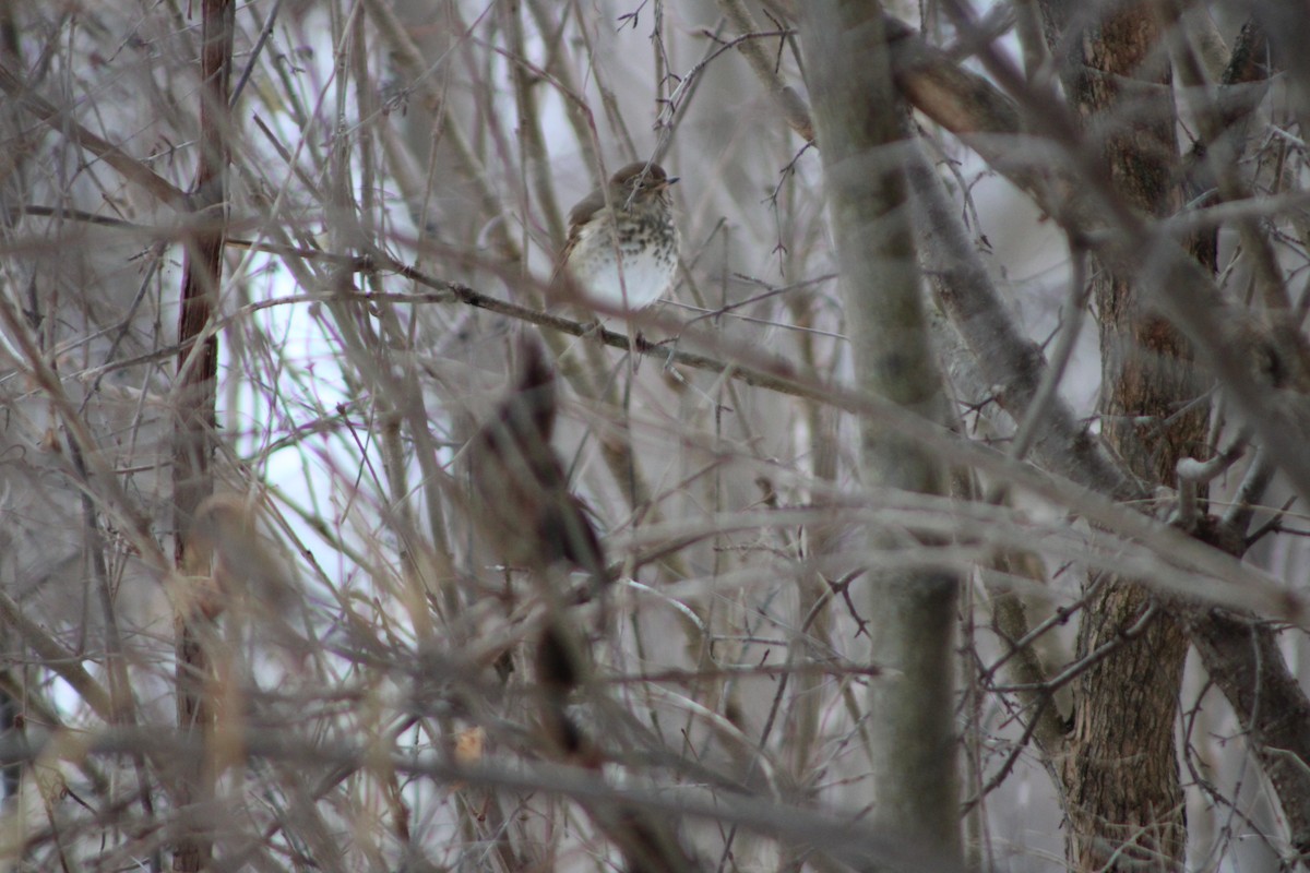 Hermit Thrush - ML646464751