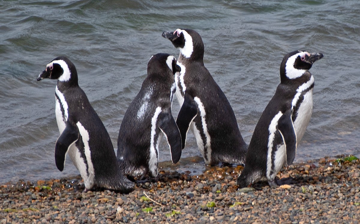 Magellanic Penguin - ML646464756