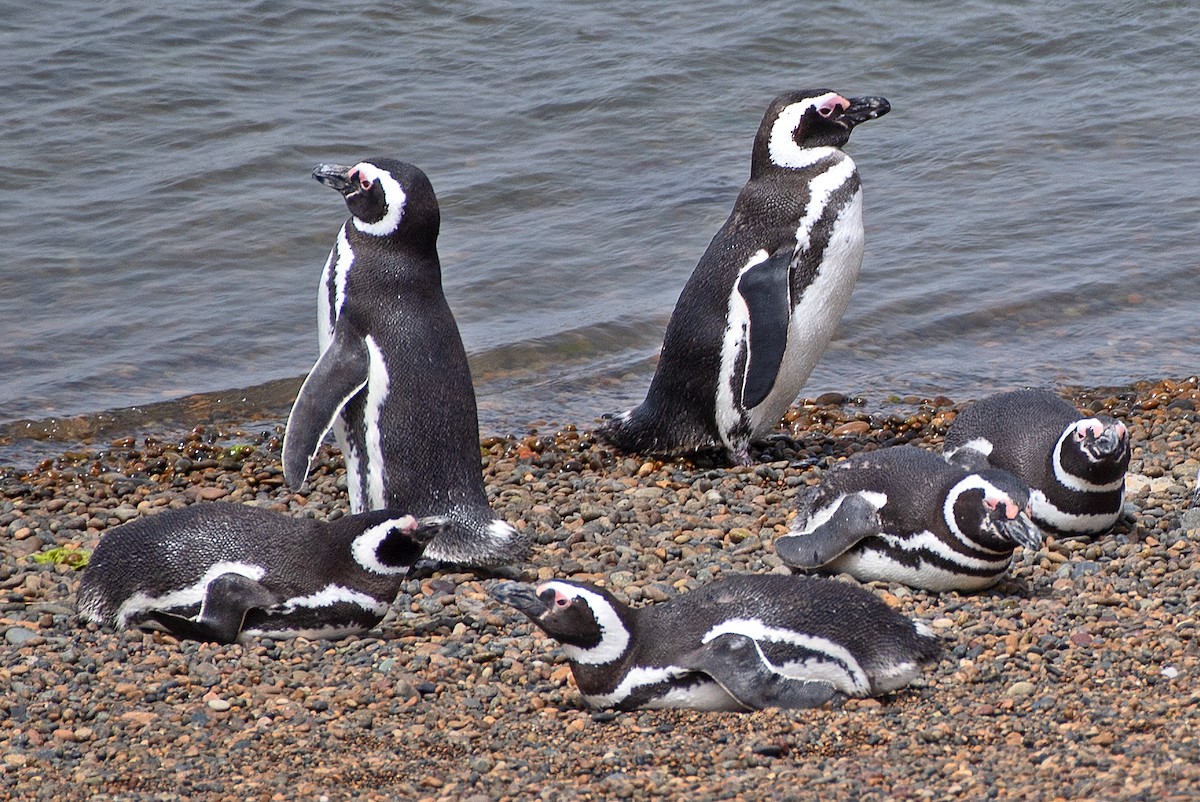 Magellanic Penguin - ML646464757