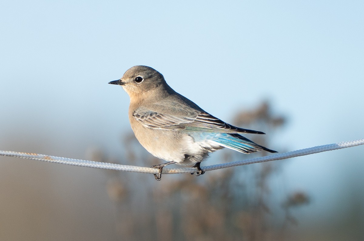 Mountain Bluebird - ML646464758