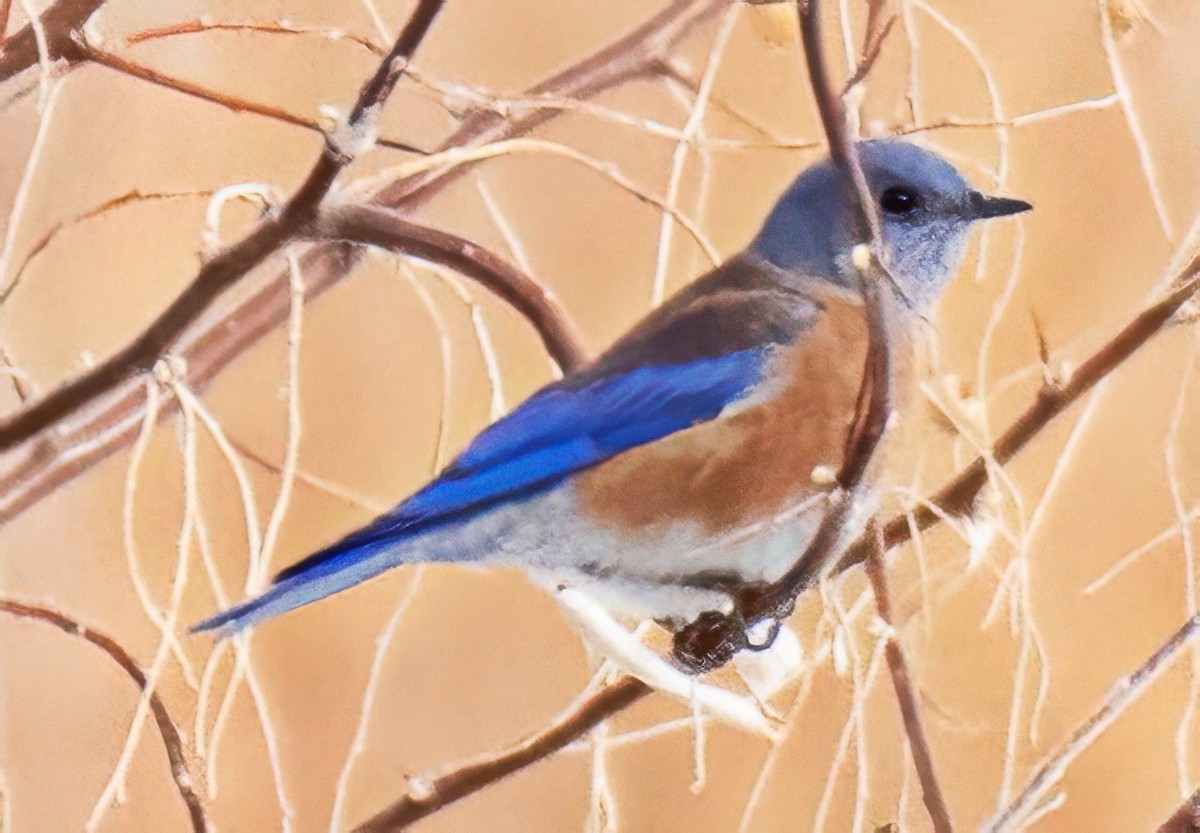 Western Bluebird - ML646464759