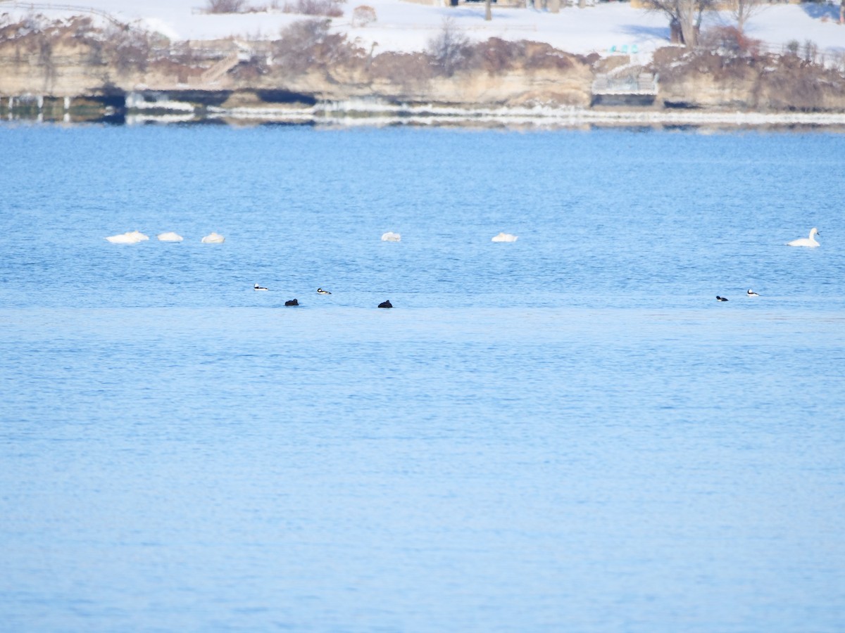 American Black Duck - ML646464761