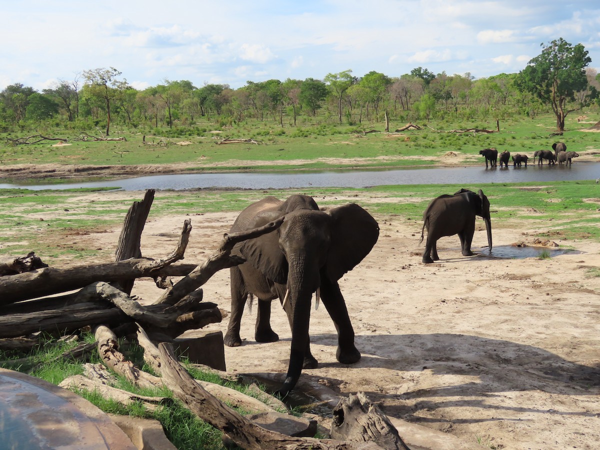 Afrika Fili - ML646464770