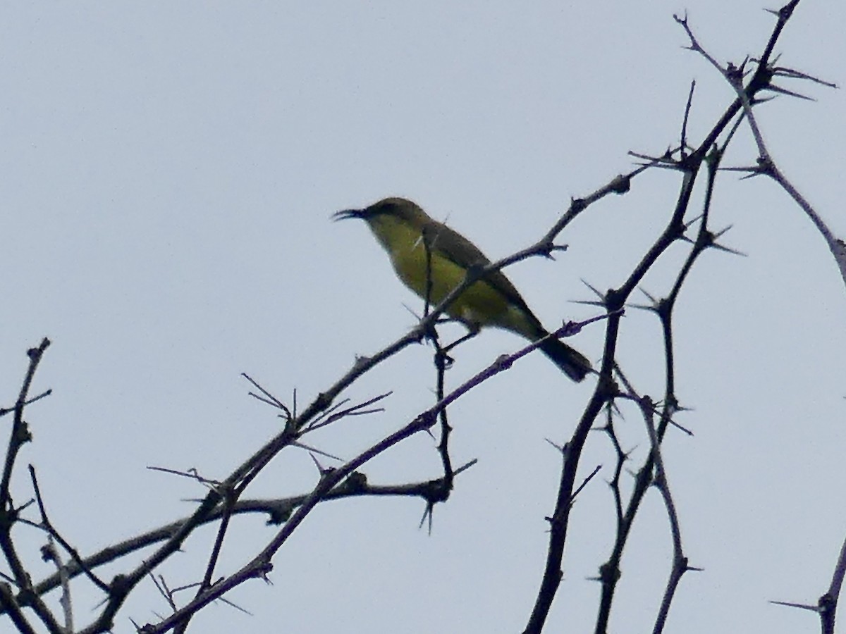 strdimil achátový - ML646464772