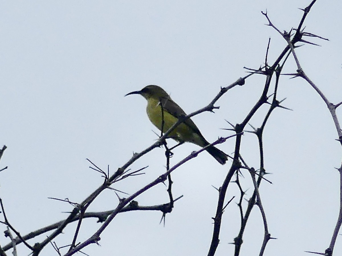 strdimil achátový - ML646464773