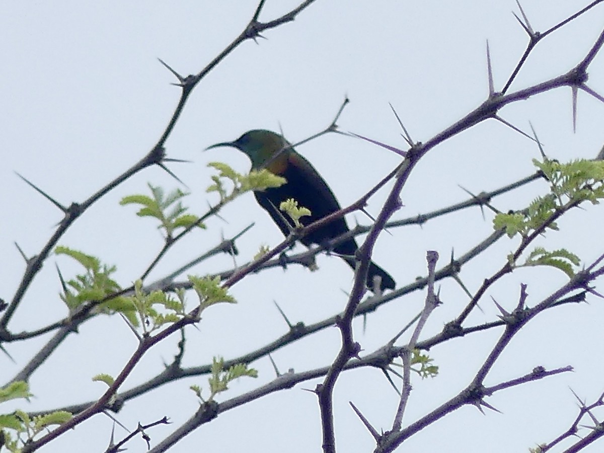 strdimil achátový - ML646464774