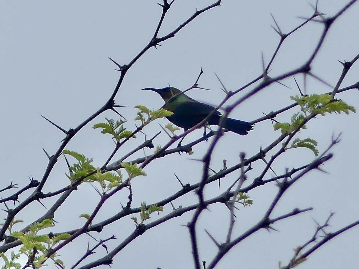 strdimil achátový - ML646464775