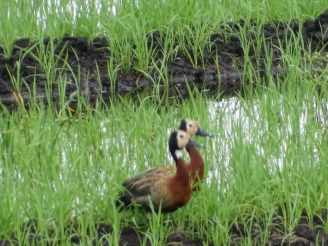 シロガオリュウキュウガモ - ML646464776