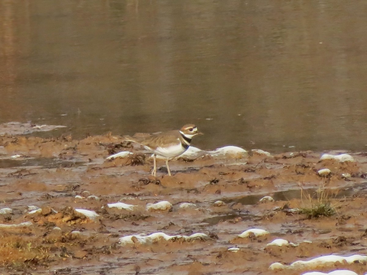 Killdeer - ML646464778