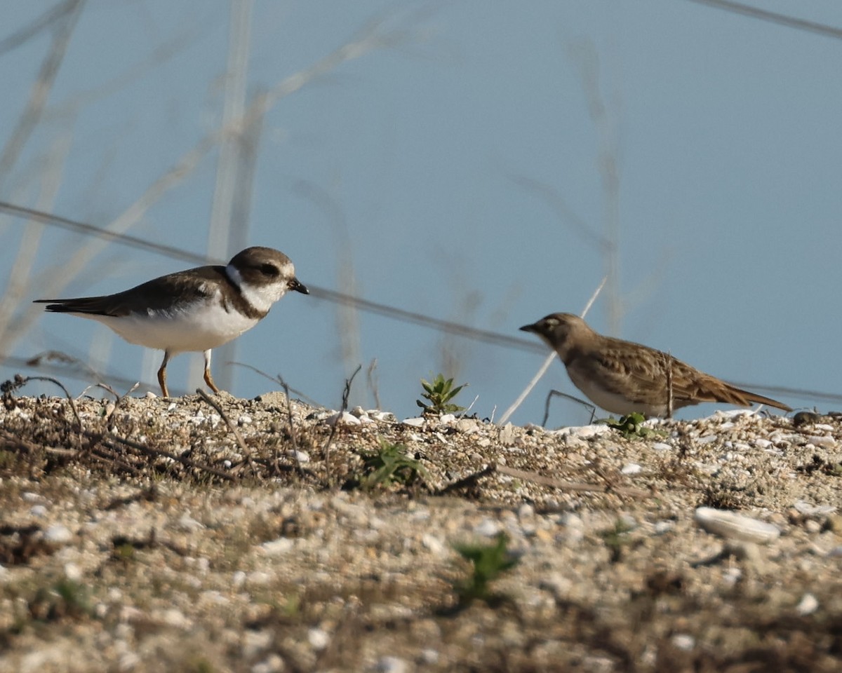 ミズカキチドリ - ML646464779