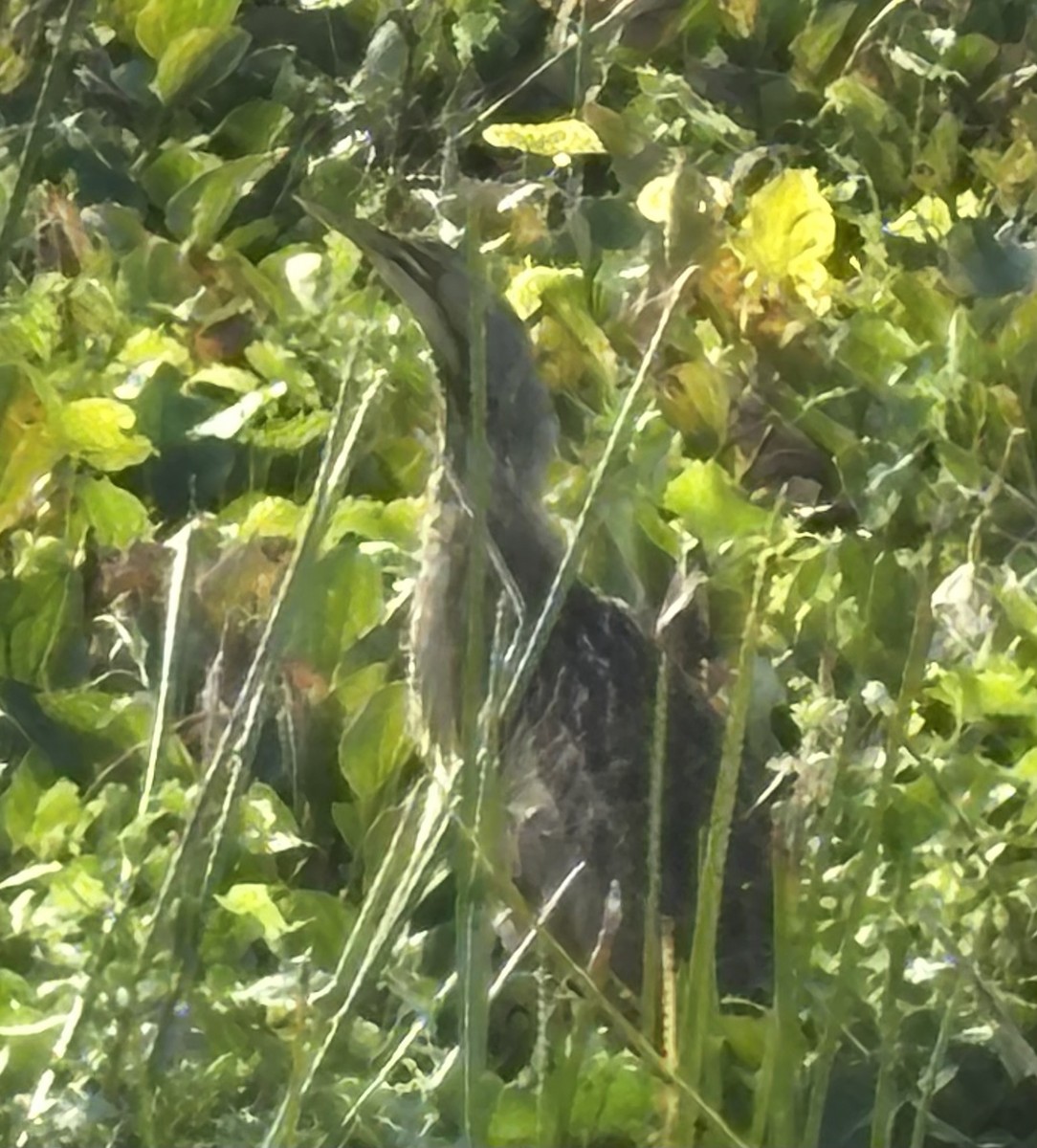 Amerika Balabanı - ML646464780