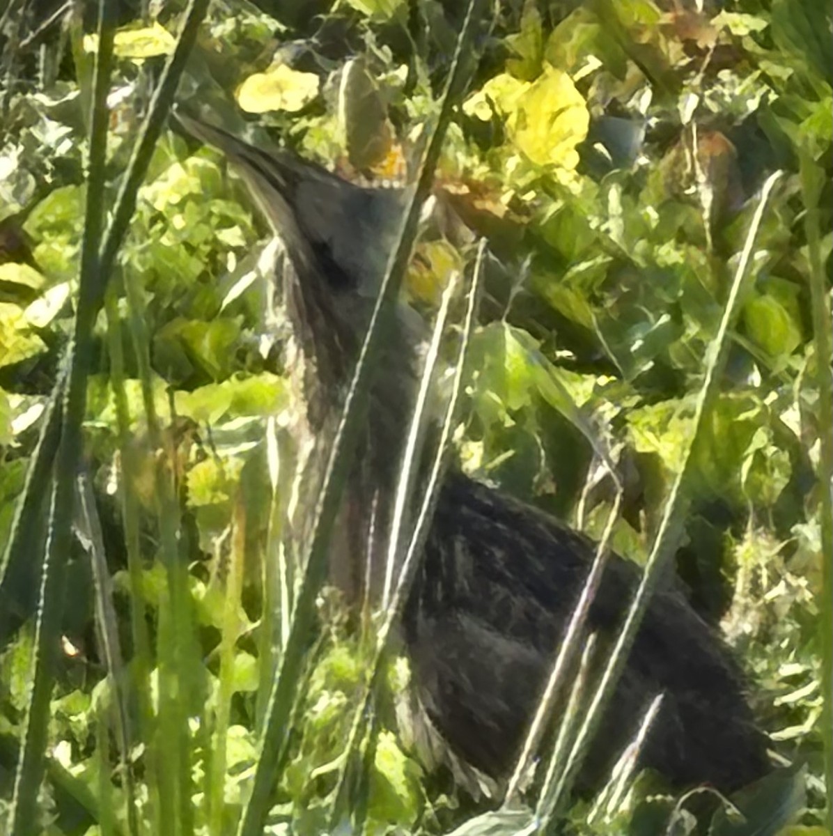 Amerika Balabanı - ML646464782