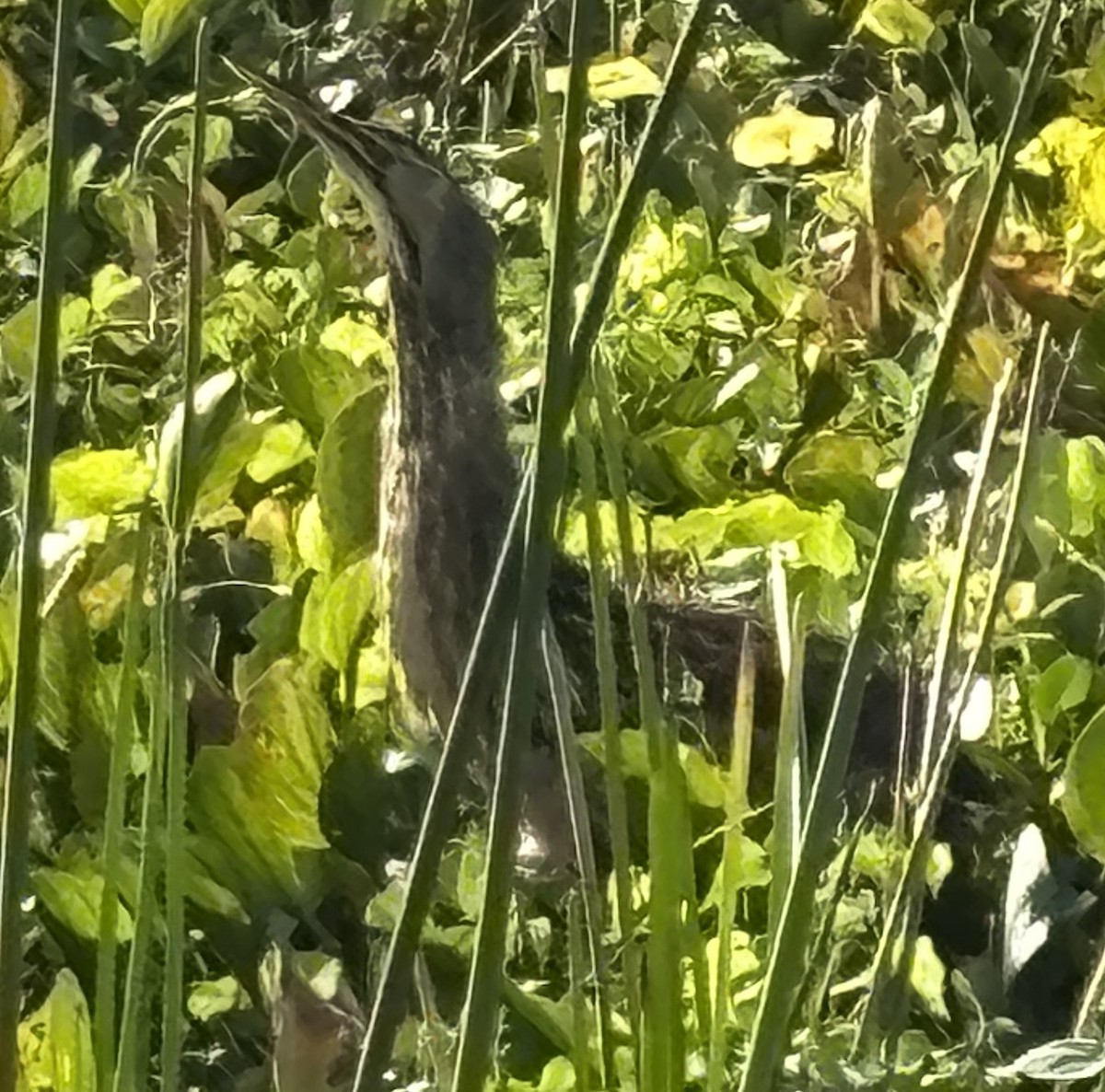 Amerika Balabanı - ML646464783