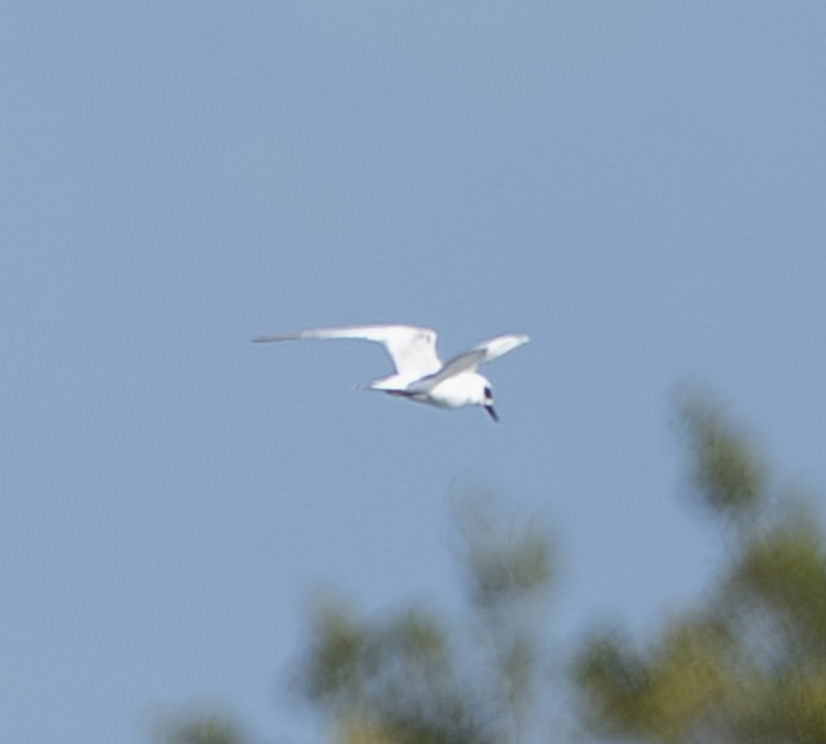 Sterna zampenere - ML646464784