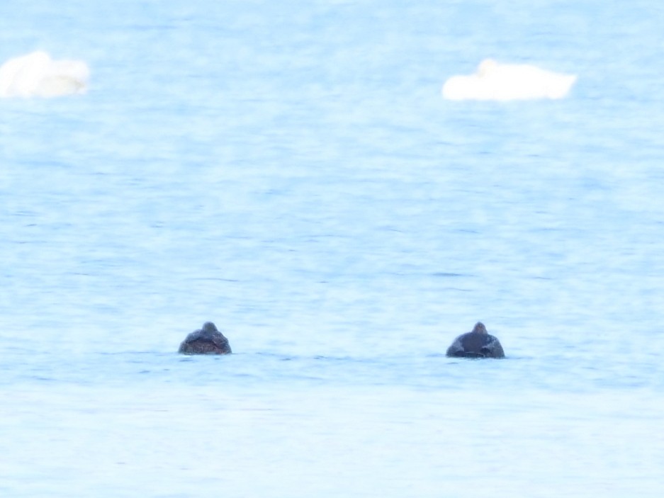 American Black Duck - ML646464786