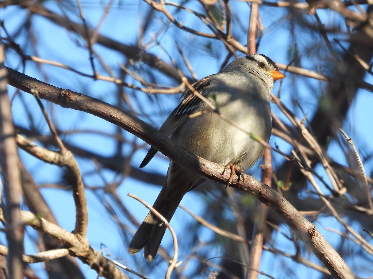 White-crowned Sparrow (Gambel's) - ML646464788