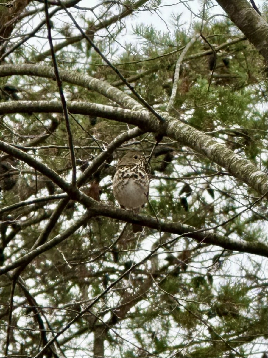 Hermit Thrush - ML646464793