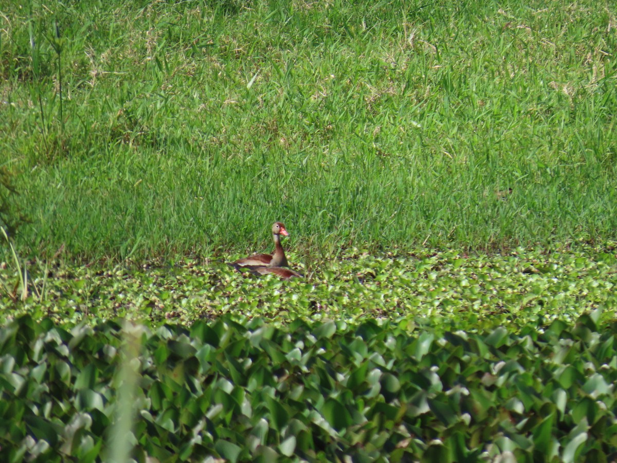 Black-bellied Whistling-Duck - ML646464794