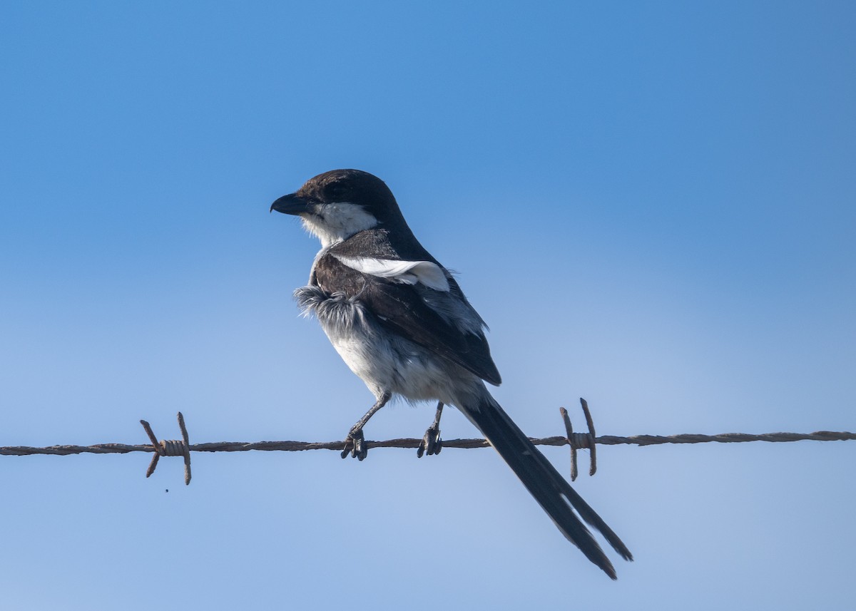 Fiskalwürger - ML646464797