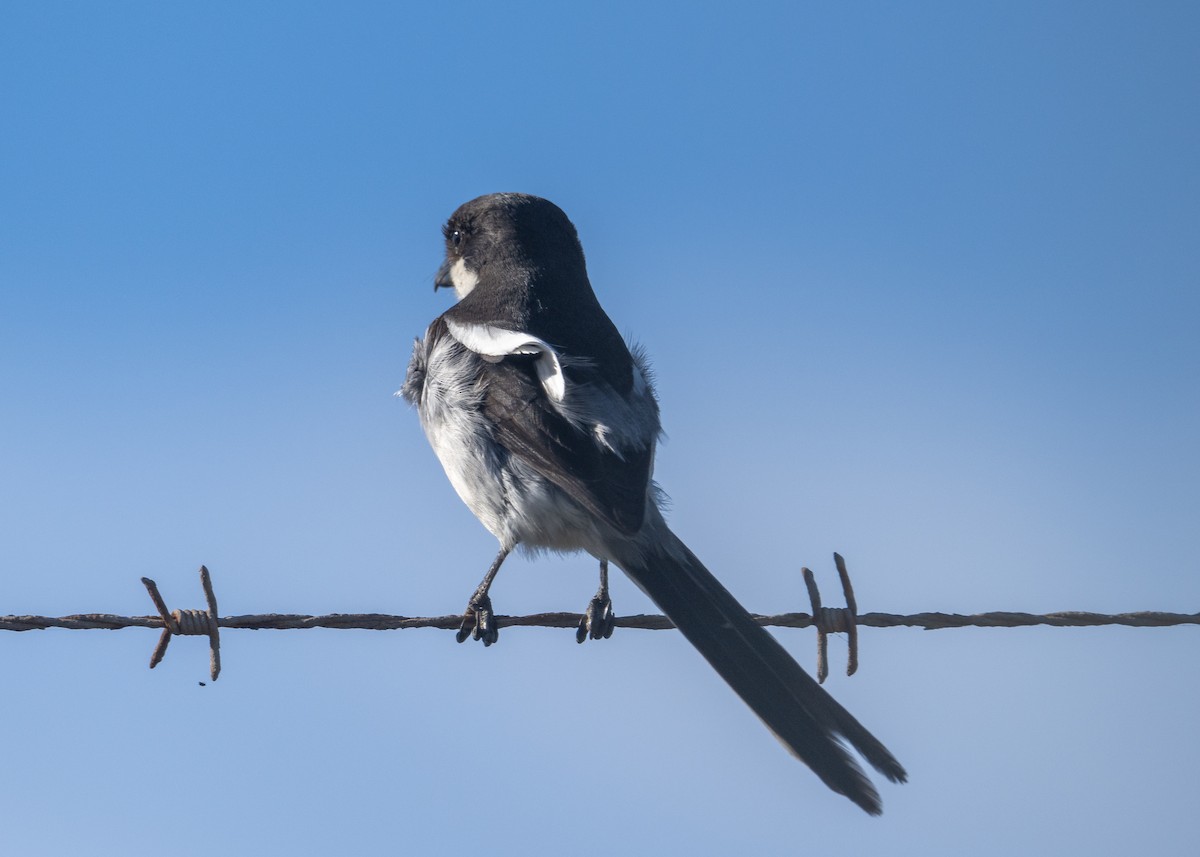 Fiskalwürger - ML646464798