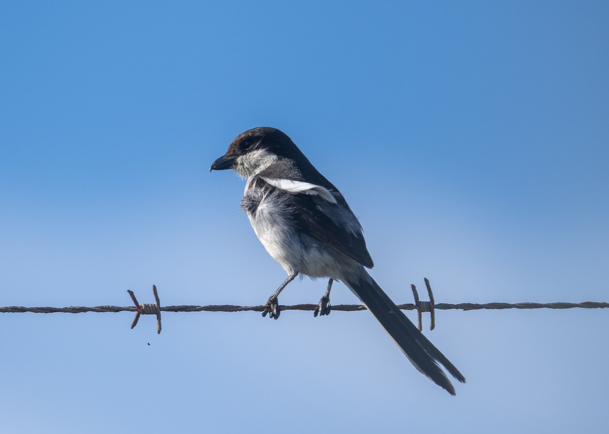 Fiskalwürger - ML646464799