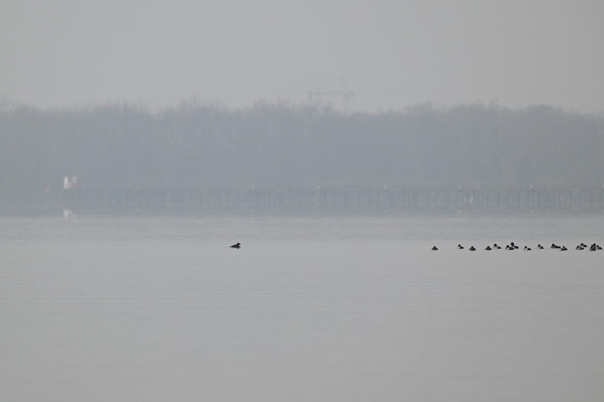 アラナミキンクロ - ML646464800