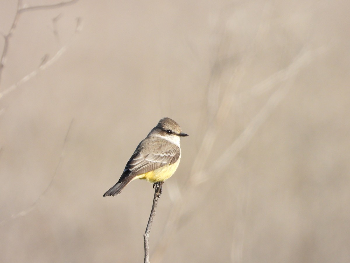 Vermilion Flycatcher - ML646464801
